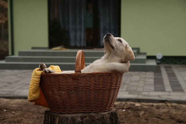 štěně labradora